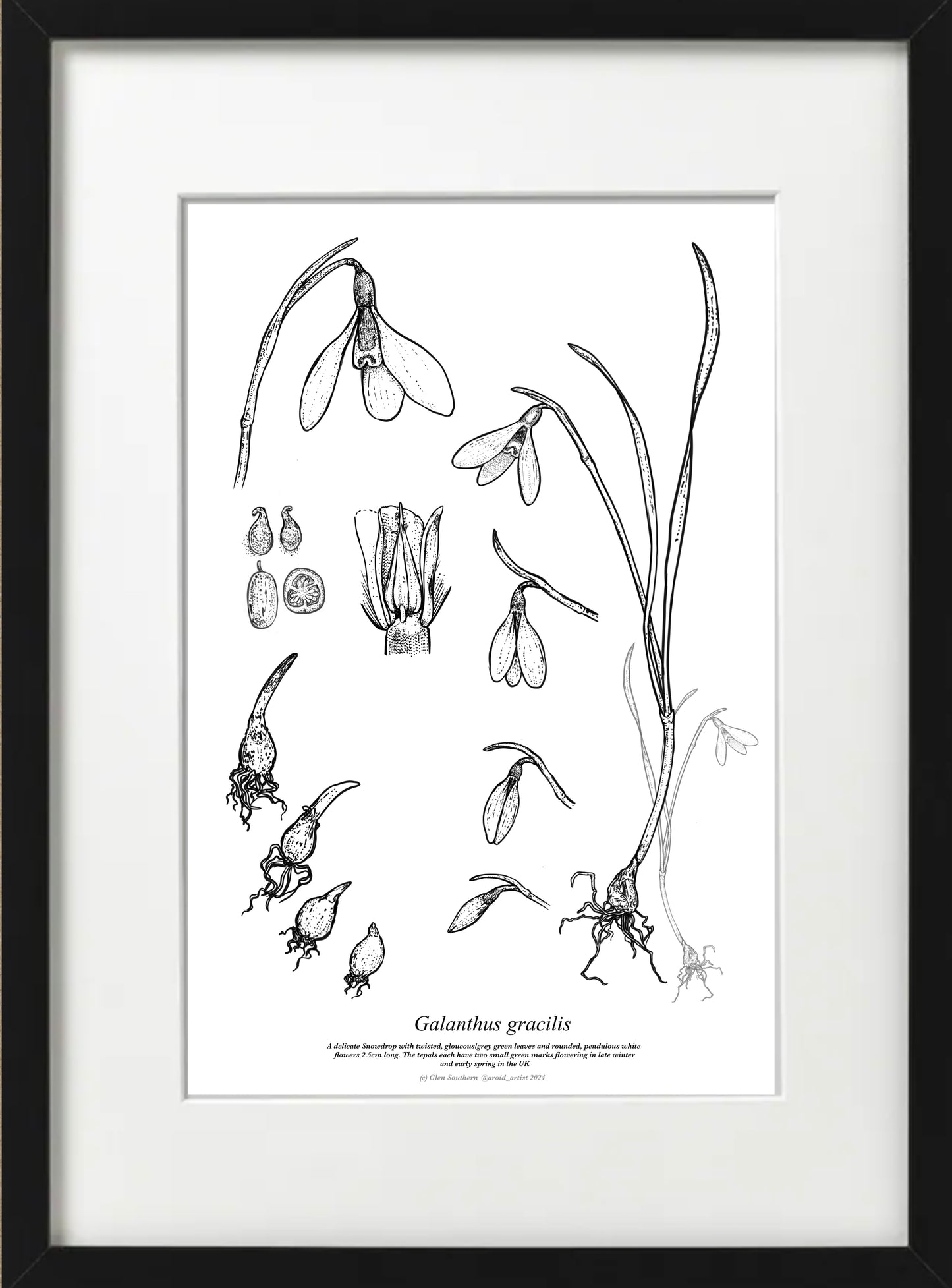 Galanthus GRACILLIS (A4-White)