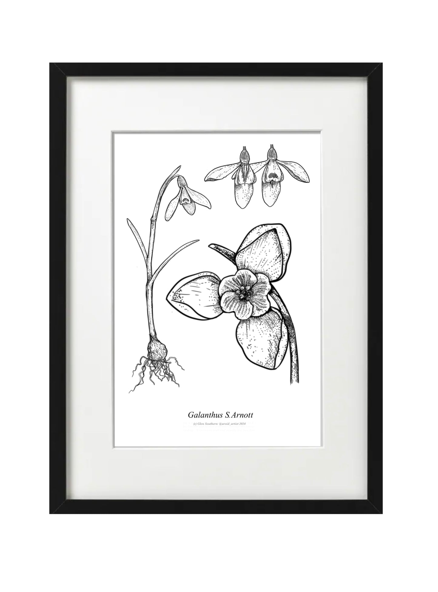 Galanthus S ARNOT (A5-White)