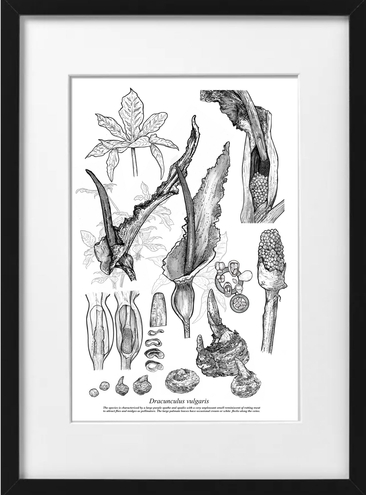 Dracunculus Vulgaris (A4-White)