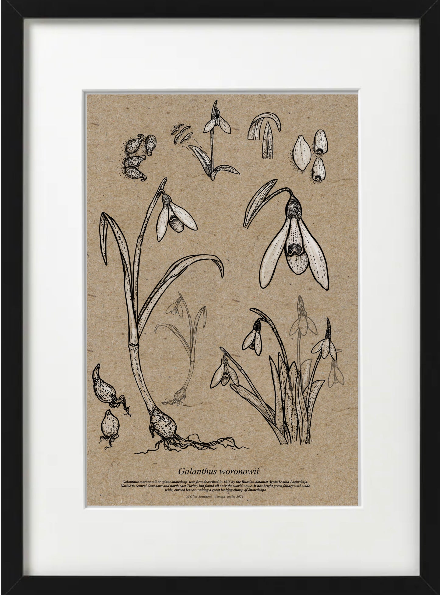 Galanthus WORONOWII (A4-Recycled)
