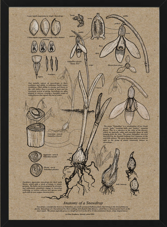 Anatomy of a Snowdrop (A3-recycled)