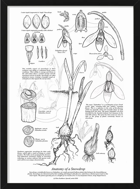 Anatomy of a Snowdrop (A3-White)