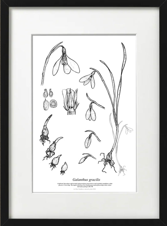 Galanthus GRACILLIS (A4-White)