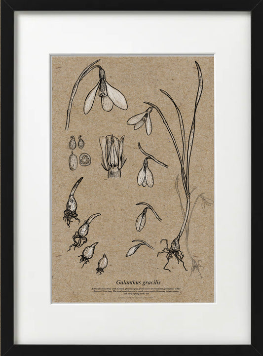 Galanthus GRACILLIS (A4-Recycled)