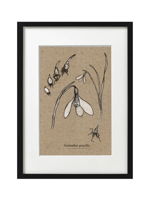 Galanthus GRACILLIS (A5-Recycled)