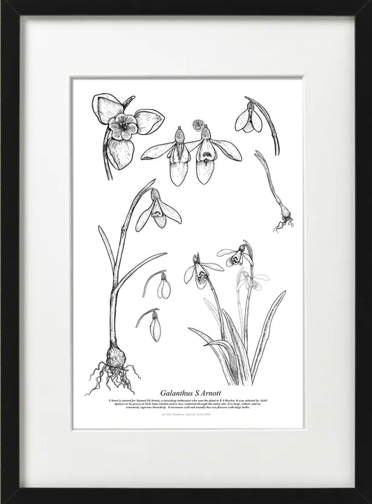 Galanthus S ARNOT (A4-White)