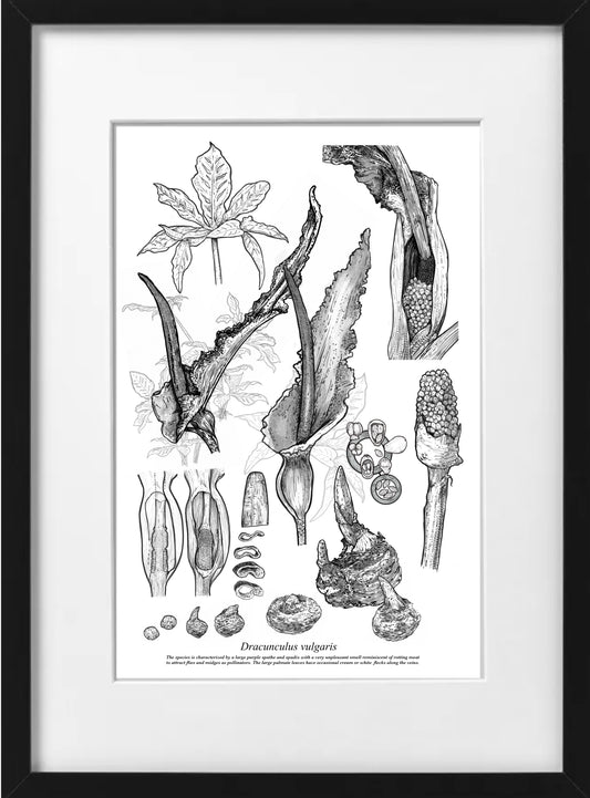 Dracunculus Vulgaris (A4-White)