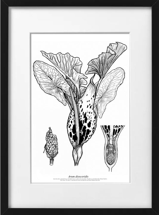 Arum Dioscoridis (A4-White)