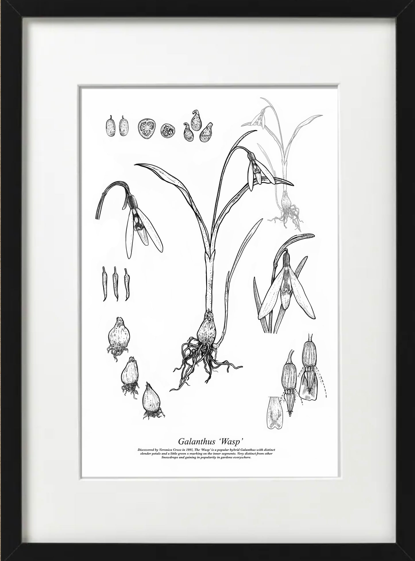 Galanthus WASP (A4-White)