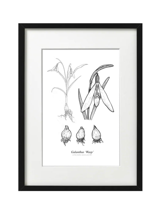 Galanthus WASP (A5-White)