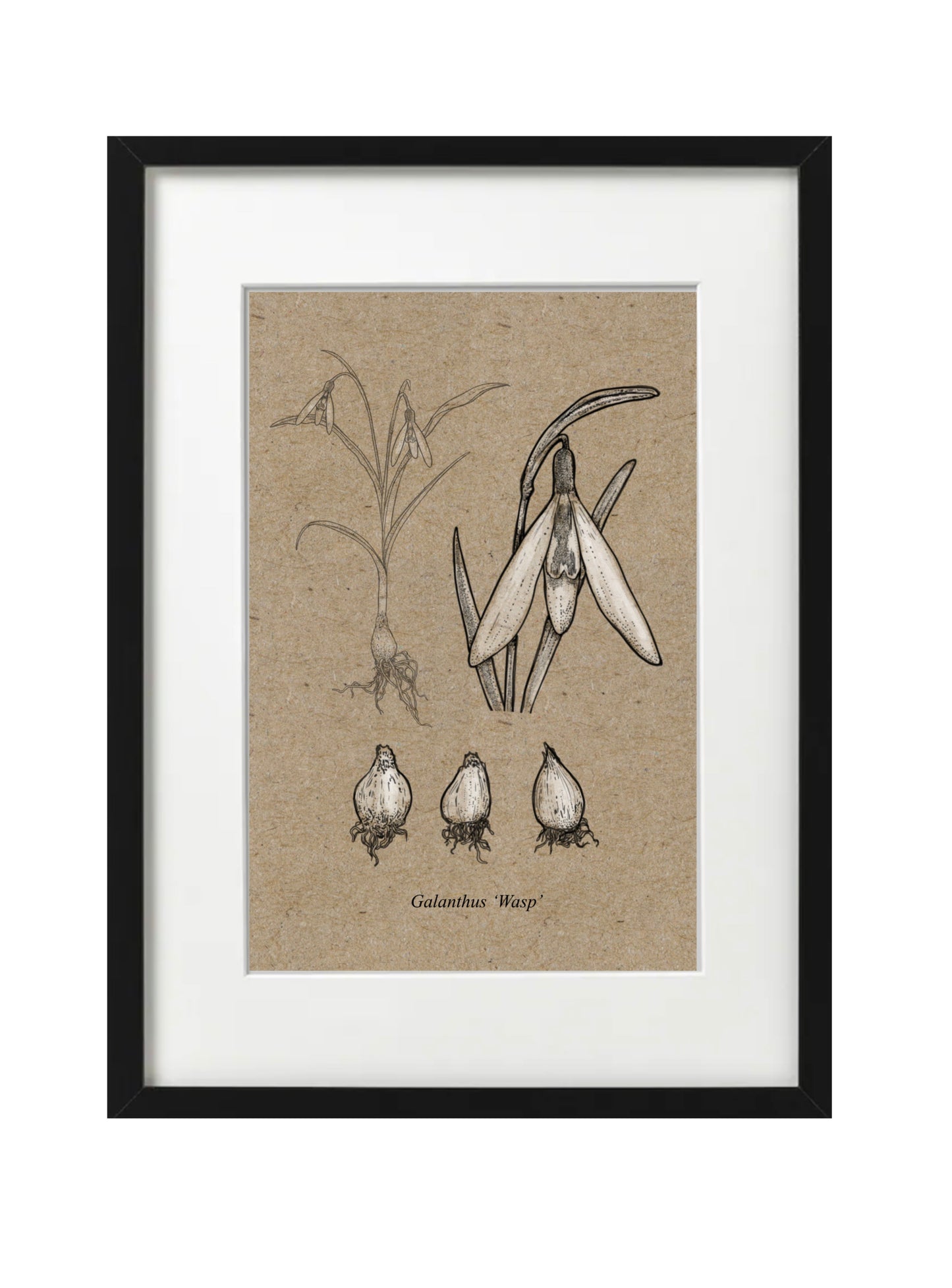 Galanthus WASP (A5-Recycled)