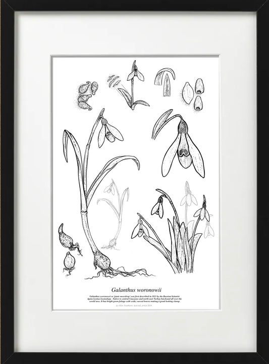 Galanthus WORONOWII (A4-White)