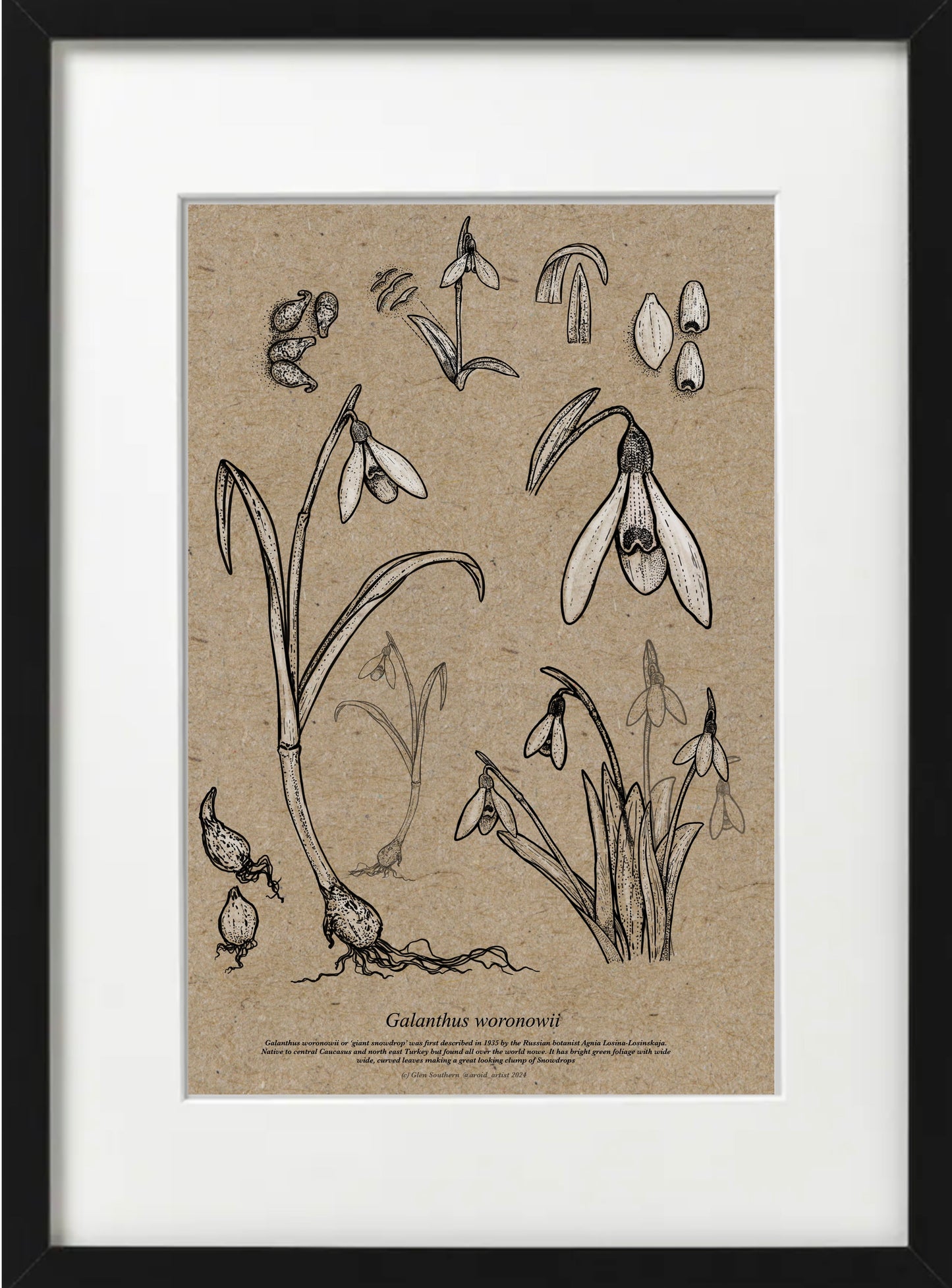 Galanthus WORONOWII (A4-Recycled)