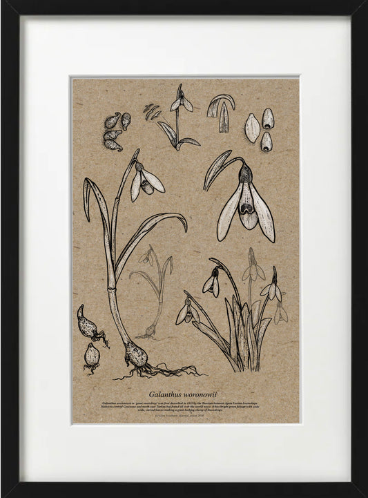 Galanthus WORONOWII (A4-Recycled)