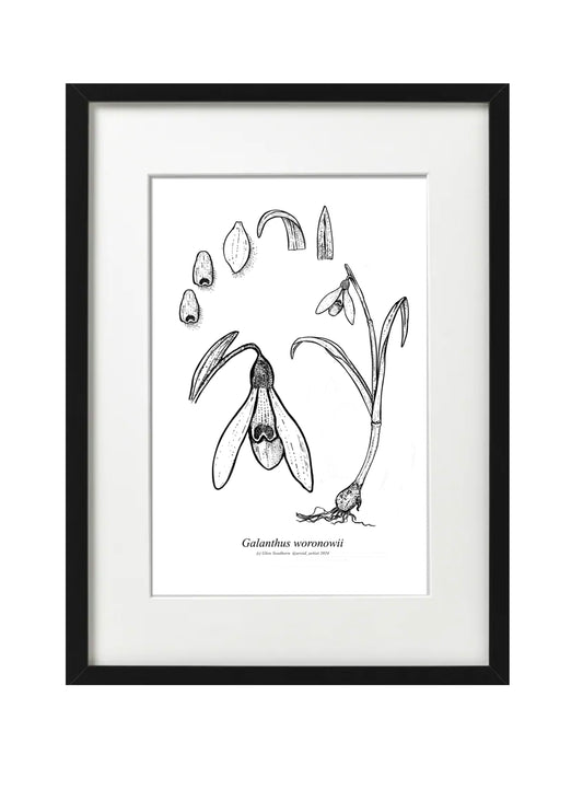 Galanthus WORONOWII (A5-White)