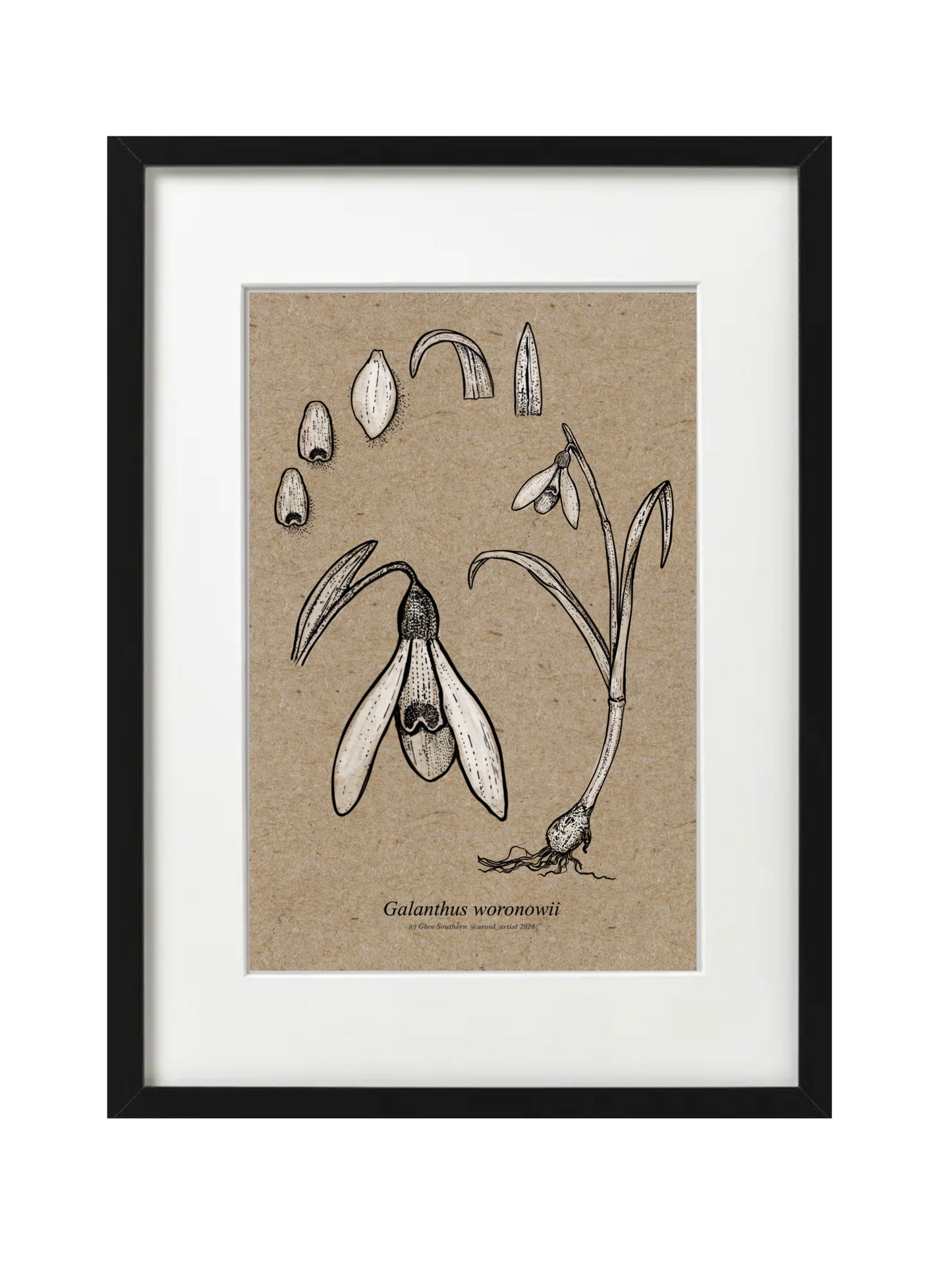 Galanthus WORONOWII (A5-Recycled)