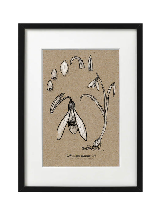 Galanthus WORONOWII (A5-Recycled)